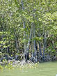 photo of mangrove