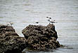 photo of small waterbirds atop rocks