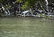 photo of snowy egret