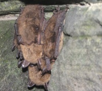 image of small brown bats with white nose syndrome