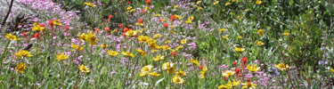 native wildflowers blooming in Whiskeytown