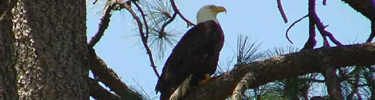 Bald eagle sitting in a pine tree