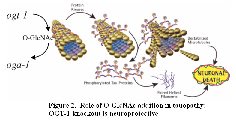 Hexosamine Signaling and Taopathy