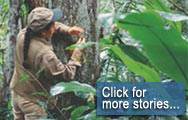 Bolivia - A botanist inspects a tree trunk in a protected national forest  ...  Click for more stories...