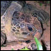 The head of a green turtle photographed underwater.