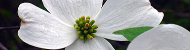 Dogwoods blossom throughout the park