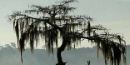 tree draped with spanish moss