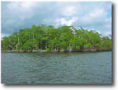 photo of mangrove island in Whitewater Bay