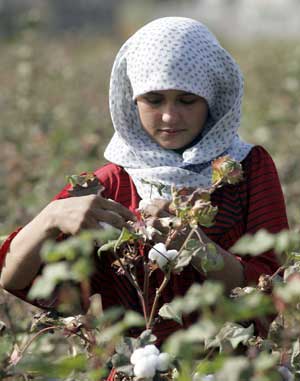 A girl harvests cotton in a field near Dosti, Tajikistan, November 3, 2006. [© AP Images]