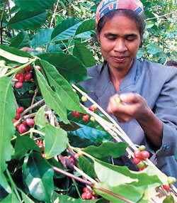 Photo: Maria and her family grow coffee in the village of Raimerhei in East Timor’s central mountains.