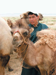 Photo: Mr. Ikhbayar with his camels. 