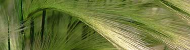 Foxtail Barley, Photo by Lisa Lynch