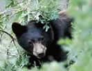 A Black Bear peeks through Gambels Oak.