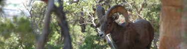 A Desert Bighorn Sheep