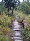 Picture of old boardwalk on hiking trail