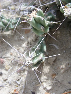 Ouch! Many of the plants in Big Bend have spines to protect themselves.