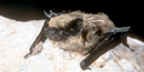 The western pipistrelle