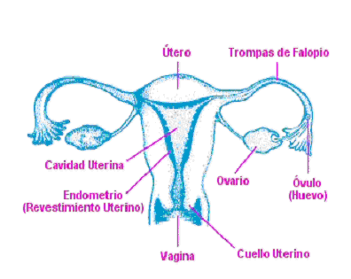 Diagram of the uterus