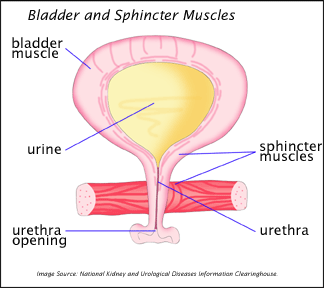 Bladder and Sphincter Muscles