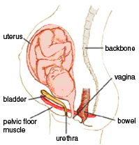 baby in the uterus