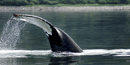 Humpback Whale sounding