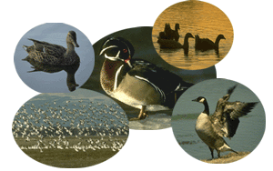 Duckdata Collage