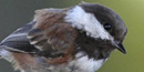 Chestnut-backed Chickadee