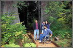 A picture of four individuals on an accessible forest trail; one person is in a wheelchair and the other three are walking.