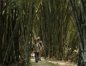 Tourists walk through bamboo forest at Natural Park Summit in Panama City, Panama, April 21, 2006. [© AP Images]