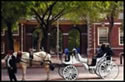 horse & Carriage Tour through City