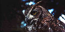 Closeup of the head of an owl/NPS File Photo