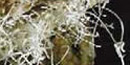 Beautiful gypsum flowers in Jewel Cave/NPS file photo