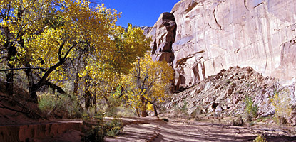 photo: Fall colors in Horseshoe Canyon