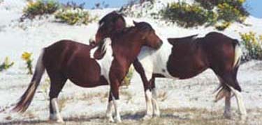 Mutual grooming by Assateague's horses serves to establish and maintain social bonds within the herd. 20kb