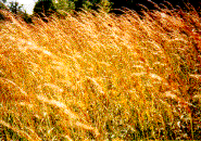 photo of indian grass in Wolf Road Prairie, Illinois