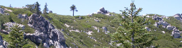 decomposed granite with low-growing shrubs at the top of Shasta Bally