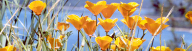 California poppies growing beside Whiskeytown Lake