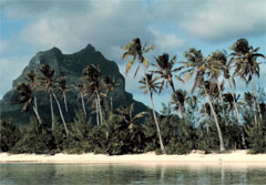 Tropical beach with palm trees.