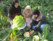 Photo of Palestinian women tending vegetables on an irrigated farm.