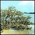 Mangrove tree.