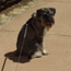 Image of dog at El Morro.