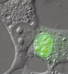 HPV16 E6 shown in green, in the nucleus of a mammalian cell