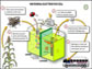 In a microbial electrolysis cell, bacteria break up fermented plant waste to form hydrogen