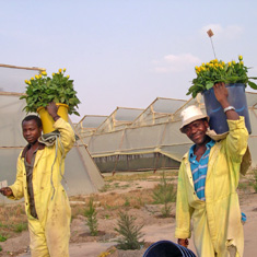 Workers in cut flower industry outside greenhouses in Mozambique