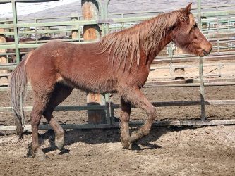 Freeze brand #9592, Curtis Northrup, Alturas, CA, trainer