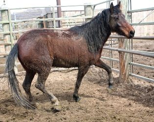 Freeze brand #7960, Stanford Begay, Santa Fe, NM, trainer