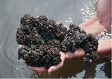 zebra mussels from bottom of Lake Pepin