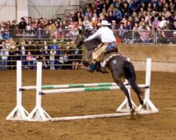 "Mustang Sally" trained by Laird McCabe of Yamhill, OR flew over the jumps with ease at the Northwest Extreme Mustang Makeover. ©Cyndie Planck