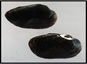 Black sandshell - Ligumia recta