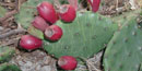 Prickly pear cactus is native to dry, sandy areas on Assateague Island. 4 kb